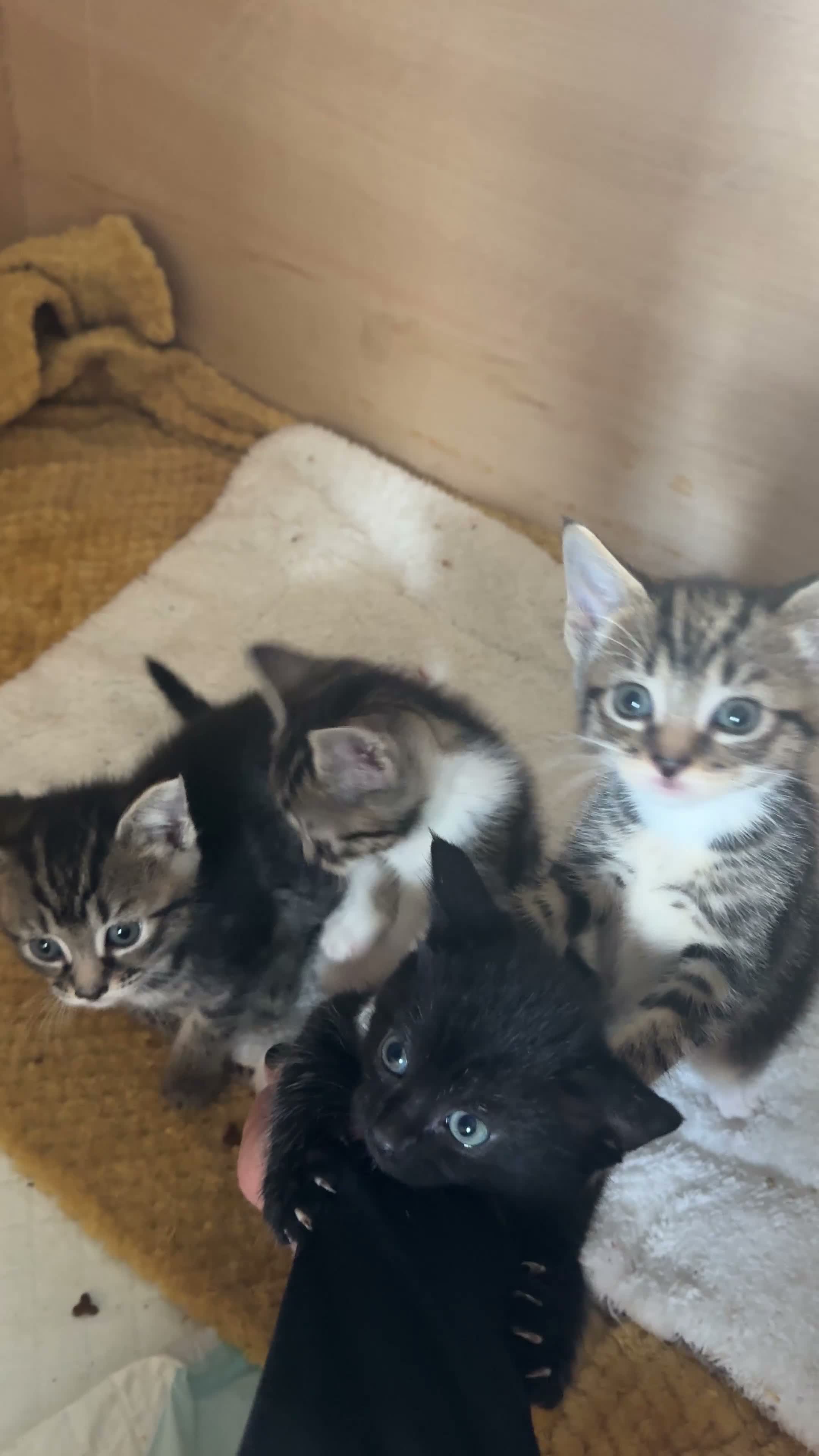Mixed Breed cats for sale: Kittens  - Video 1