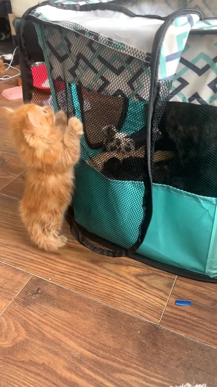 Mixed Breed cats for sale: Beautiful playfull kittens  in Nottingham - Video 2