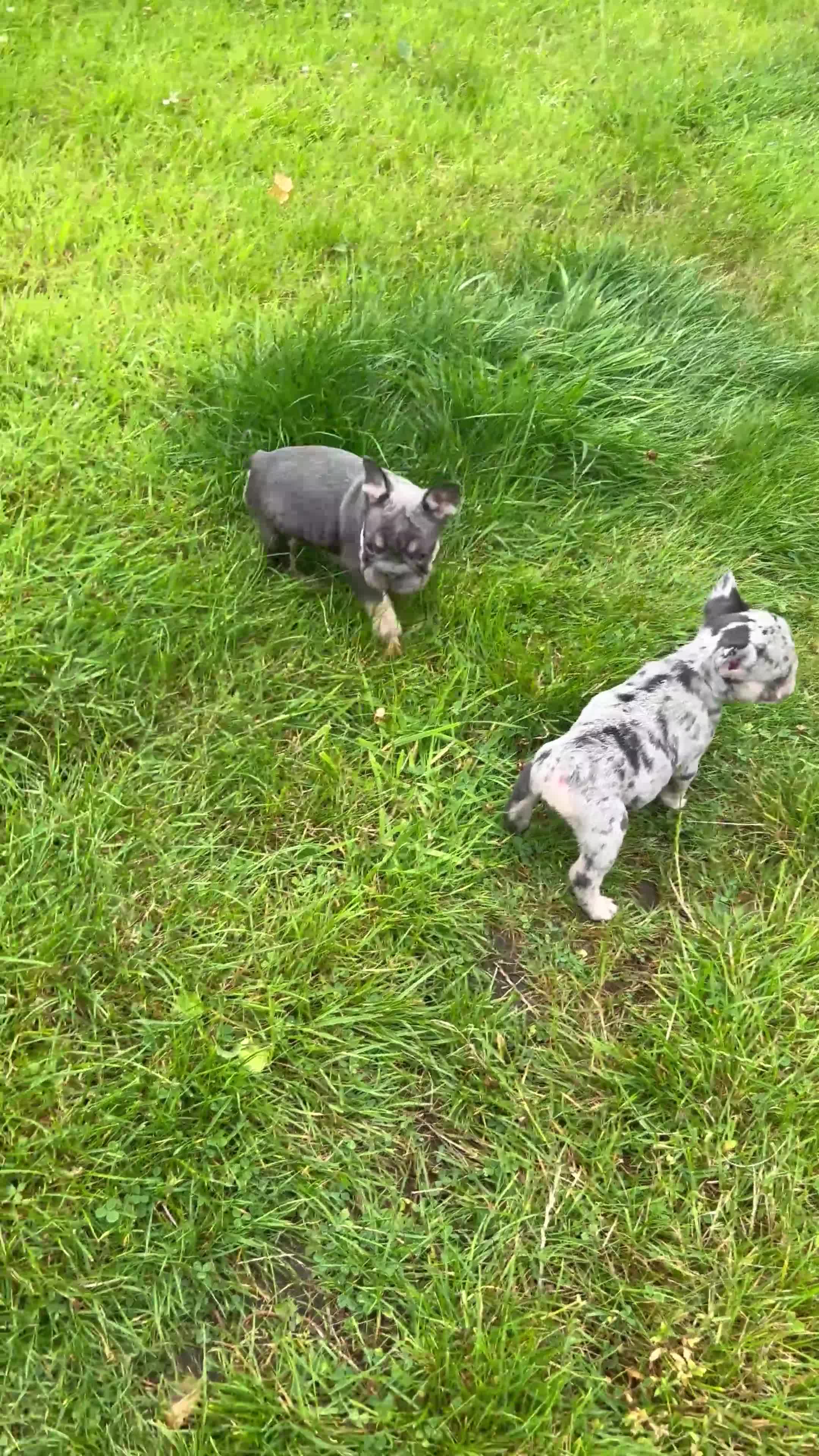 French Bulldog dogs for sale: 2 girls looking for forever home - Video 2