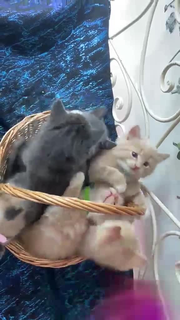Norwegian Forest Cat cats for sale: 6 Norwegian Forest kittens in Cardiff - Video 1