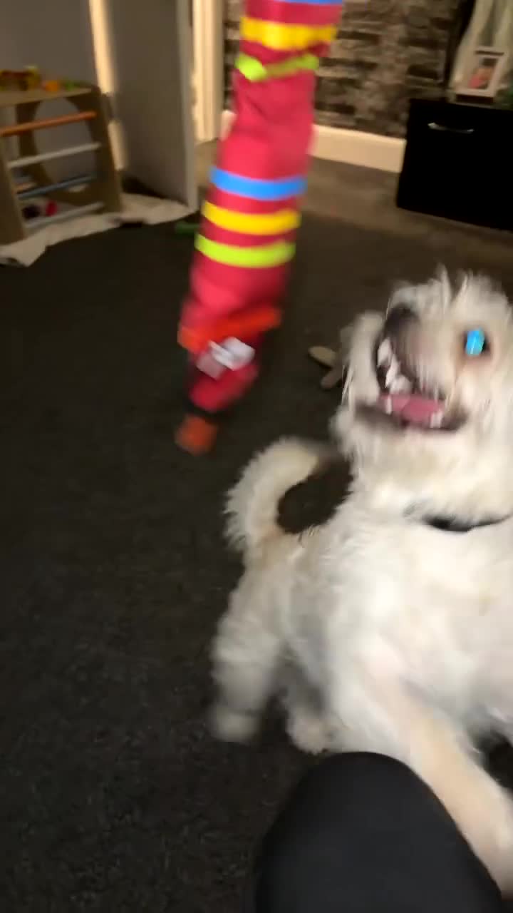 Morkie dogs for sale: Morkie (Maltese x Yorkie) - Video 1