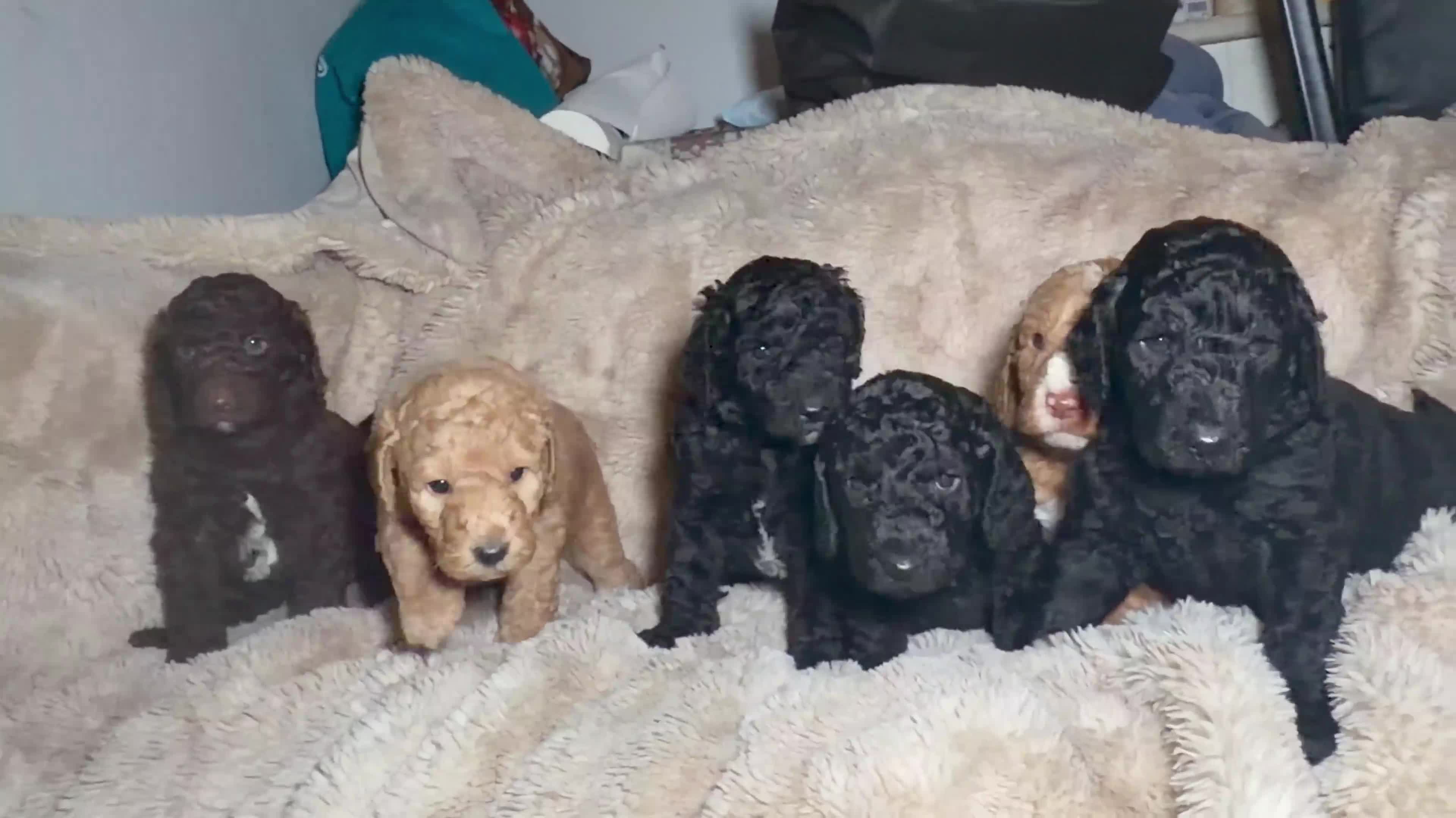 Goldendoodle dogs for sale: Goldendoodles Ready Next Week - Video 2