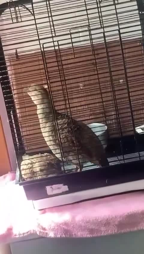 Mixed Breed birds for sale: Grey francolin(brown teetar) - Video 2
