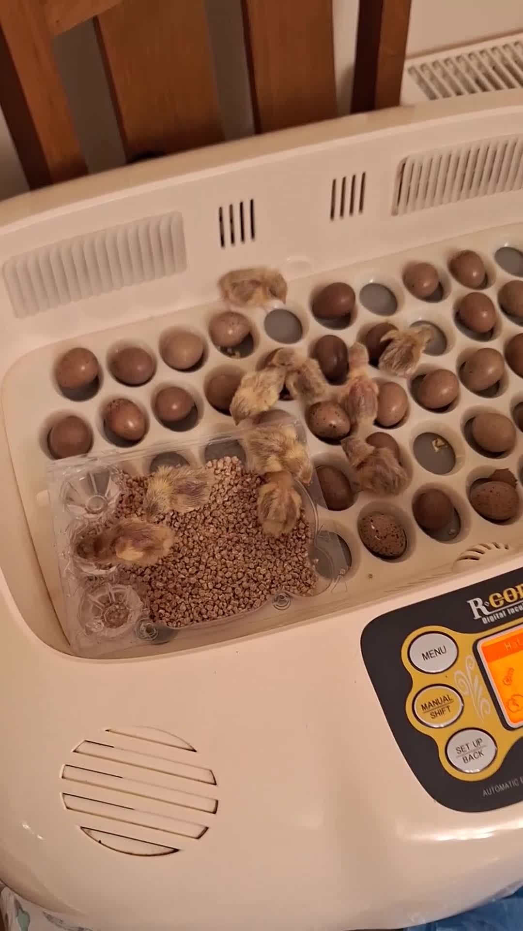 Quail poultry for sale: Chinese Painted Button Quails - Video 2