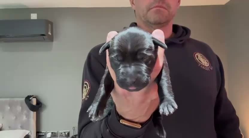 Mixed Breed dogs for sale: Canis Panther, Genesis Panther Puppies in Swanley - Video 1