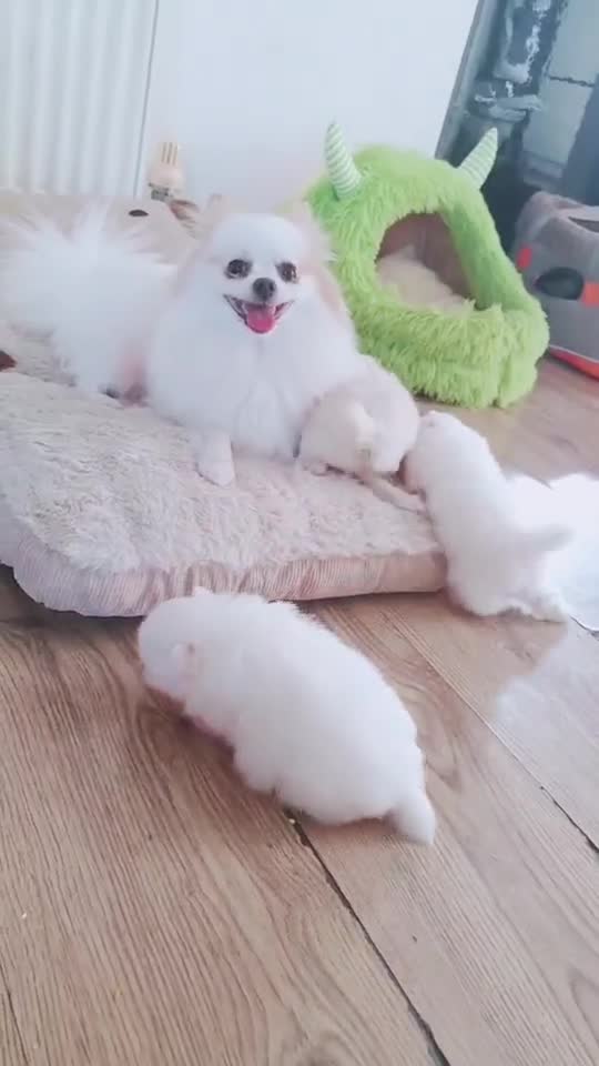 Pomeranian dogs for sale: Purebred teddy.bear Pomeranian  thick,double coat - Video 2