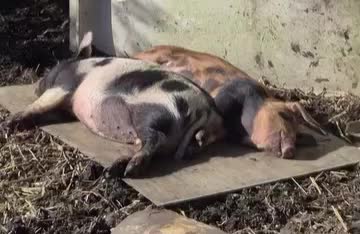 Pig livestock for sale: Pet Pigs - Video 1