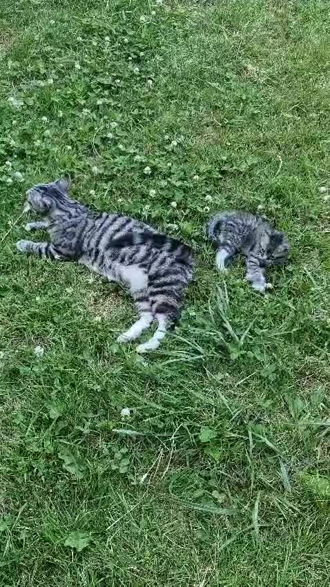 Mixed Breed cats for sale: Kitten Silver tabby mix Bengal in Birmingham - Video 1