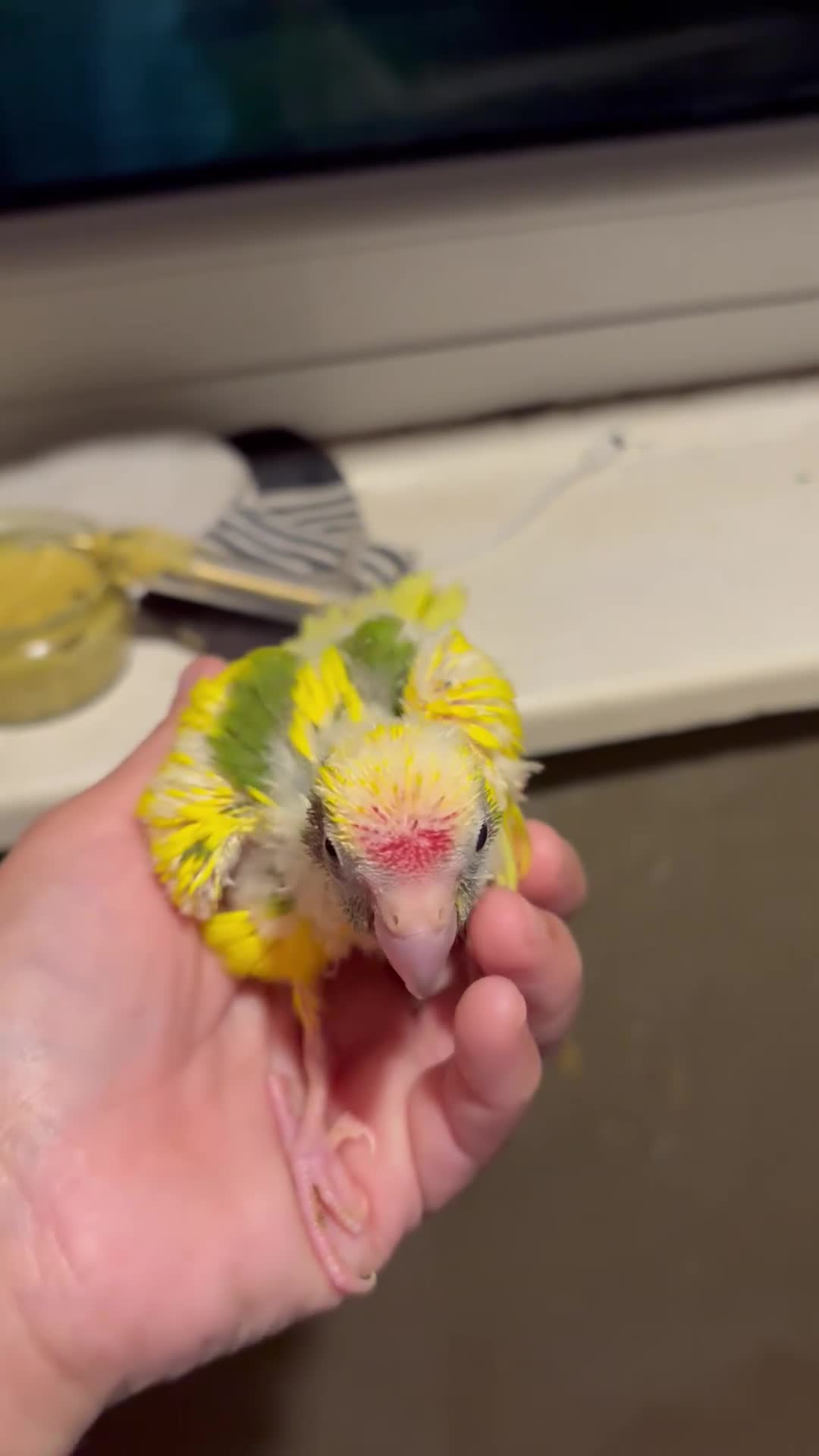 Parakeets birds for sale: Hand reared hand tame kakariki - Video 4