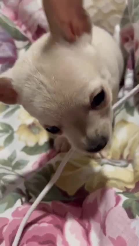 Chihuahua dogs for sale: ONLY 4 LEFT! Chihuahuas £650-£700 “Boys & Girls’ - Video 5