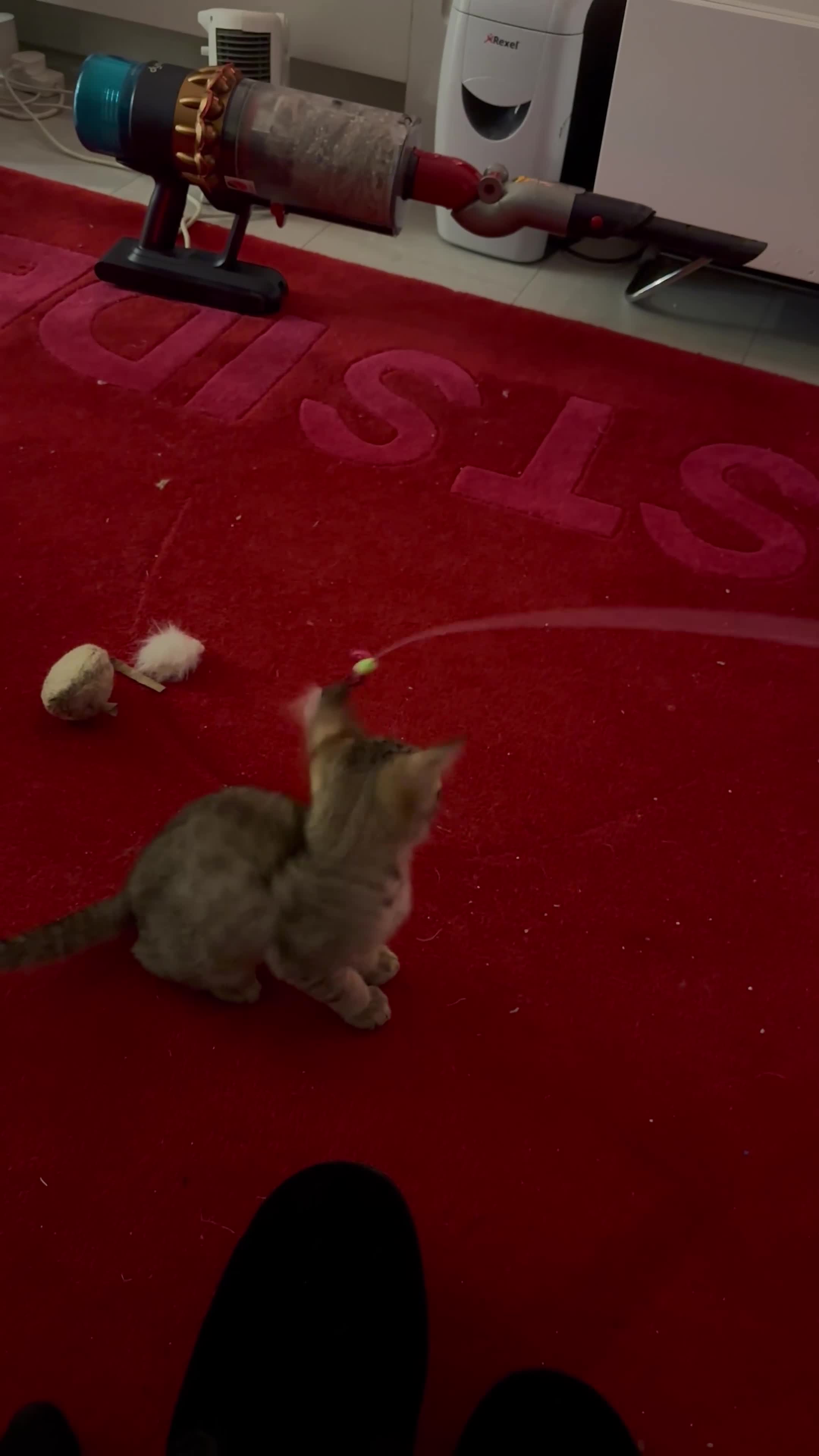 Savannah cats for sale: Stunning F3 Savannahs Last spotted girl - Video 3