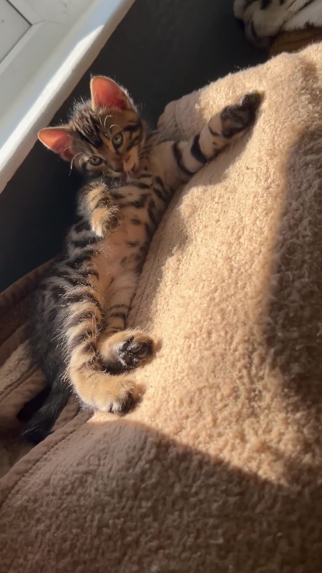 Bengal cats for sale: 3/4 Bengal - cross kittens  - Video 2
