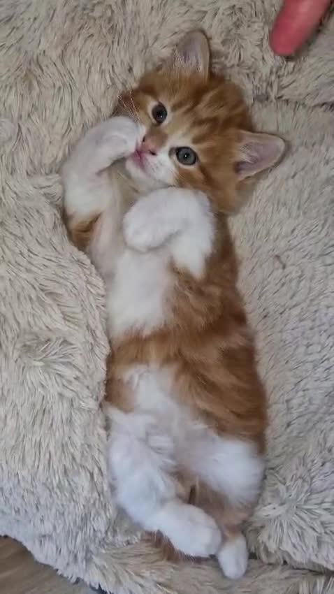 Mixed Breed cats for sale: Adorable kittens  - Video 3