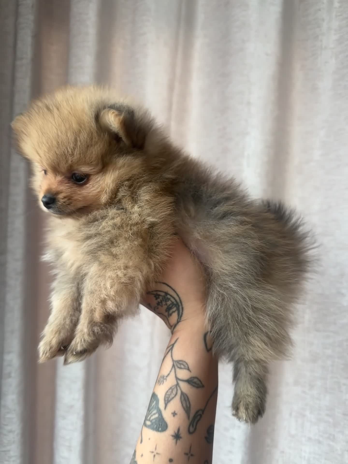 Pomeranian dogs for sale: READY TO GO🩵🐻2 stunning KC Pomeranian puppies🐻 - Video 1