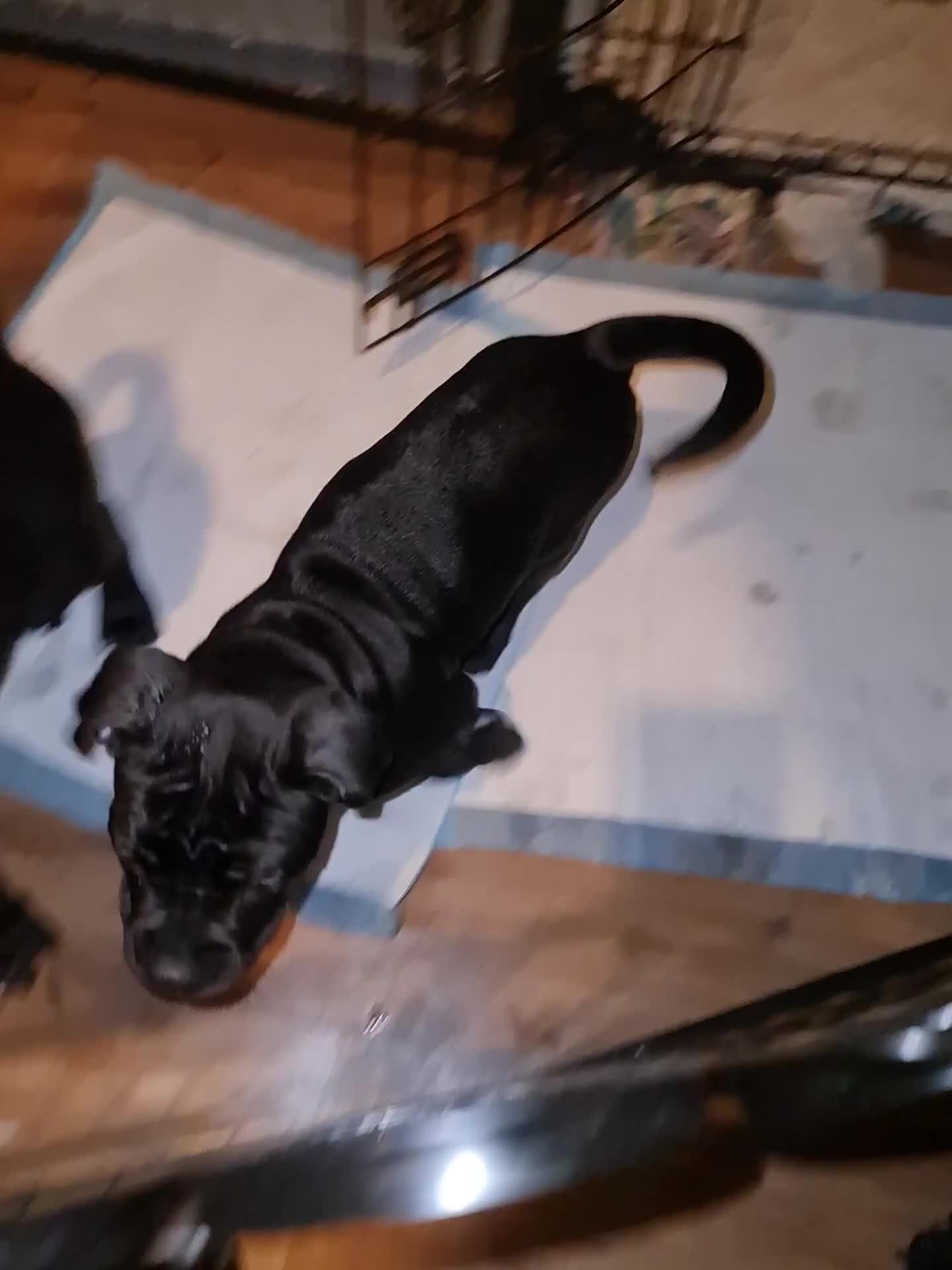 Cane Corso dogs for sale: 2 beautiful cane corso puppies  - Video 2