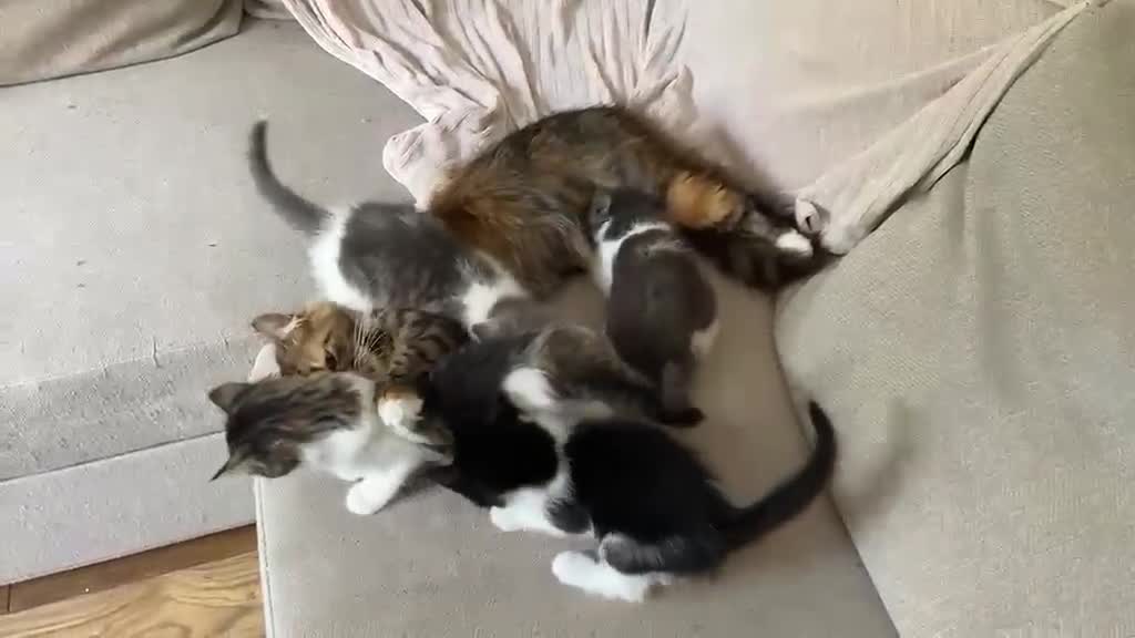 Mixed Breed cats for sale:     4 Beautiful Kittens Ready for Forever Homes ❤️ - Video 2