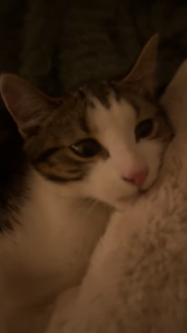 British Shorthair cats for sale: Male kitten (4 months old)  - Video 1