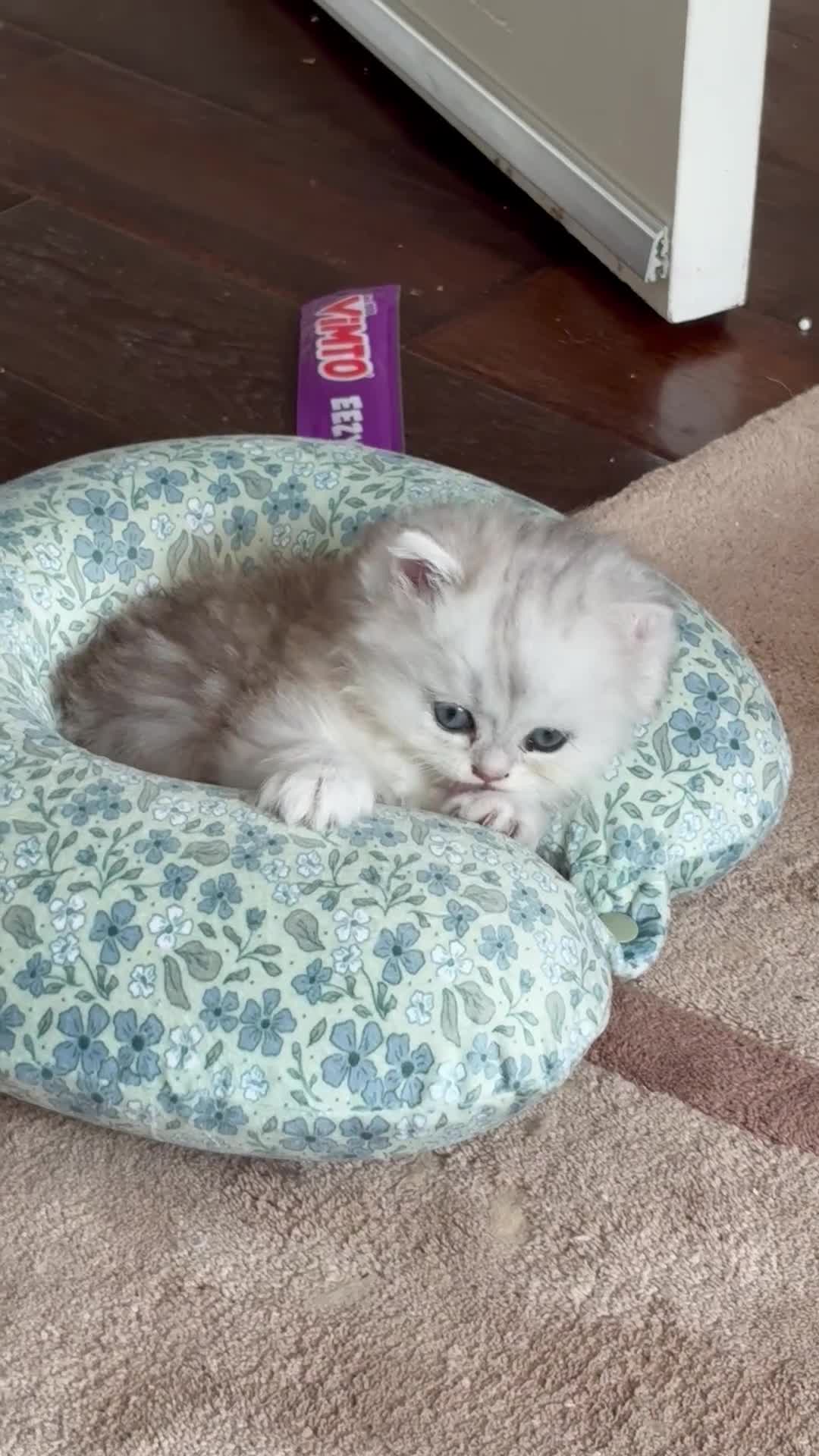 Persian cats for sale: Beautiful friendly socialised kittens in Altrincham - Video 1