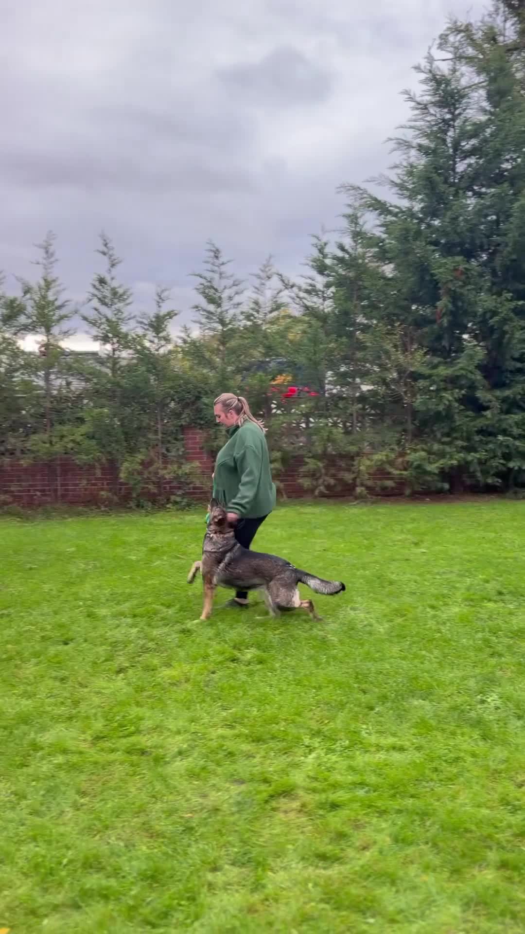 German Shepherd dogs for sale: Exceptional Working-Line German Shepherd - Video 1