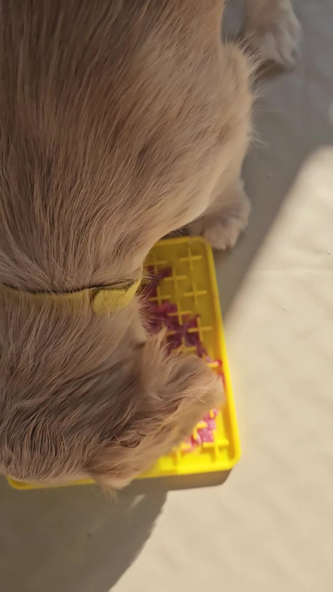 Cocker Spaniel dogs for sale: REDUCED: Last Show Cocker Spaniel Male 💚 - Video 3