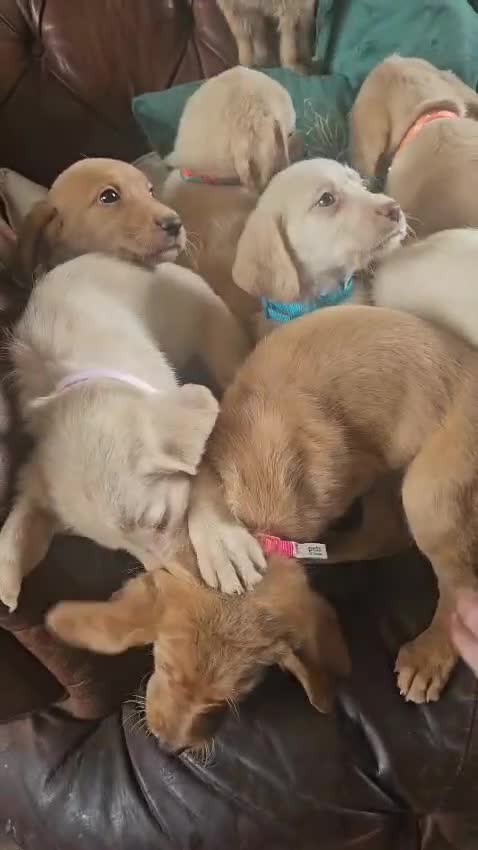 Labradoodle dogs for sale: 8 standard labradoodles, 1 left, beautiful pups in Stourbridge - Video 1