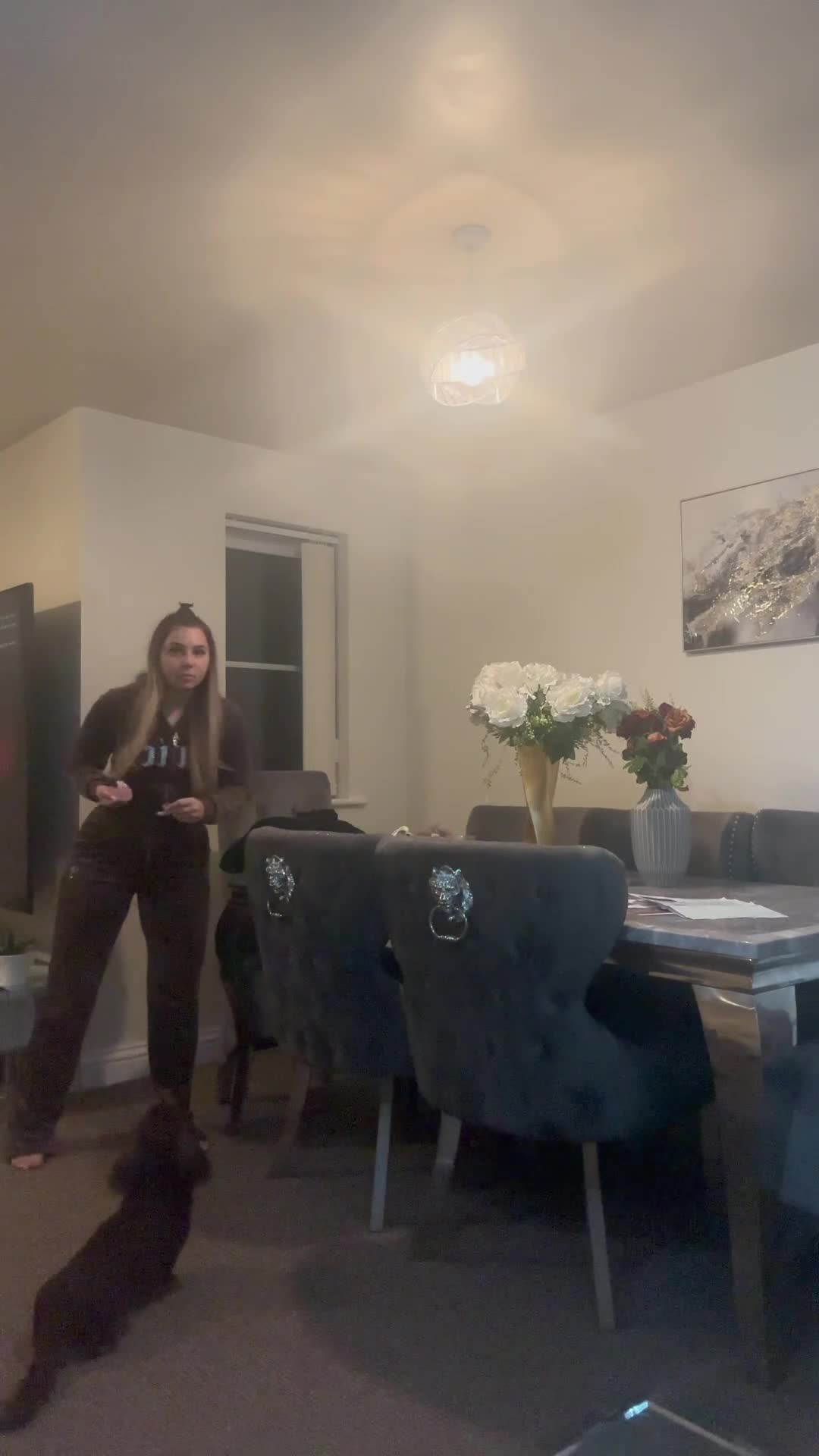 Miniature Dachshund dogs for stud: KC registered long haired miniature Dachshund - Video 2