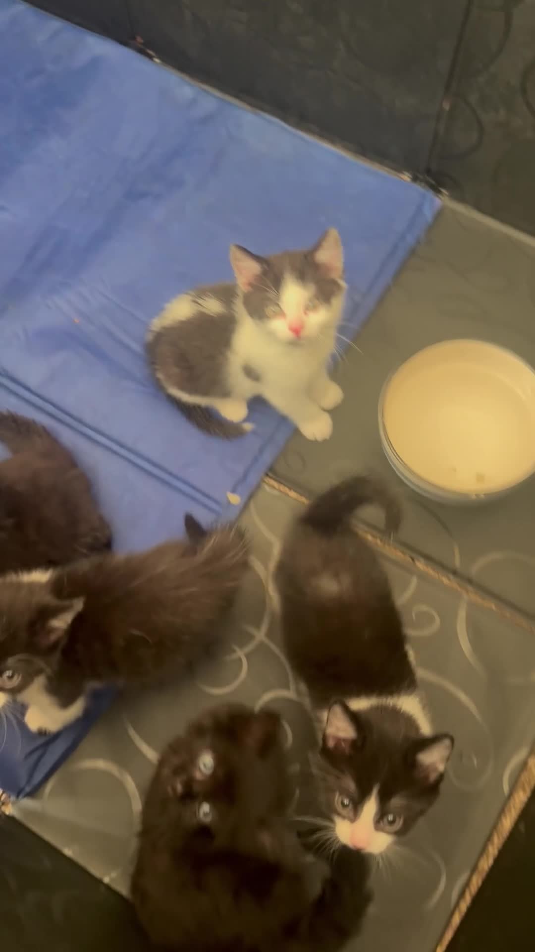 Mixed Breed cats for sale: Beautiful half rag doll kittens  - Video 1