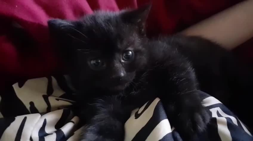 Mixed Breed cats for sale: Four lively black kittens for sale! in London - Video 1
