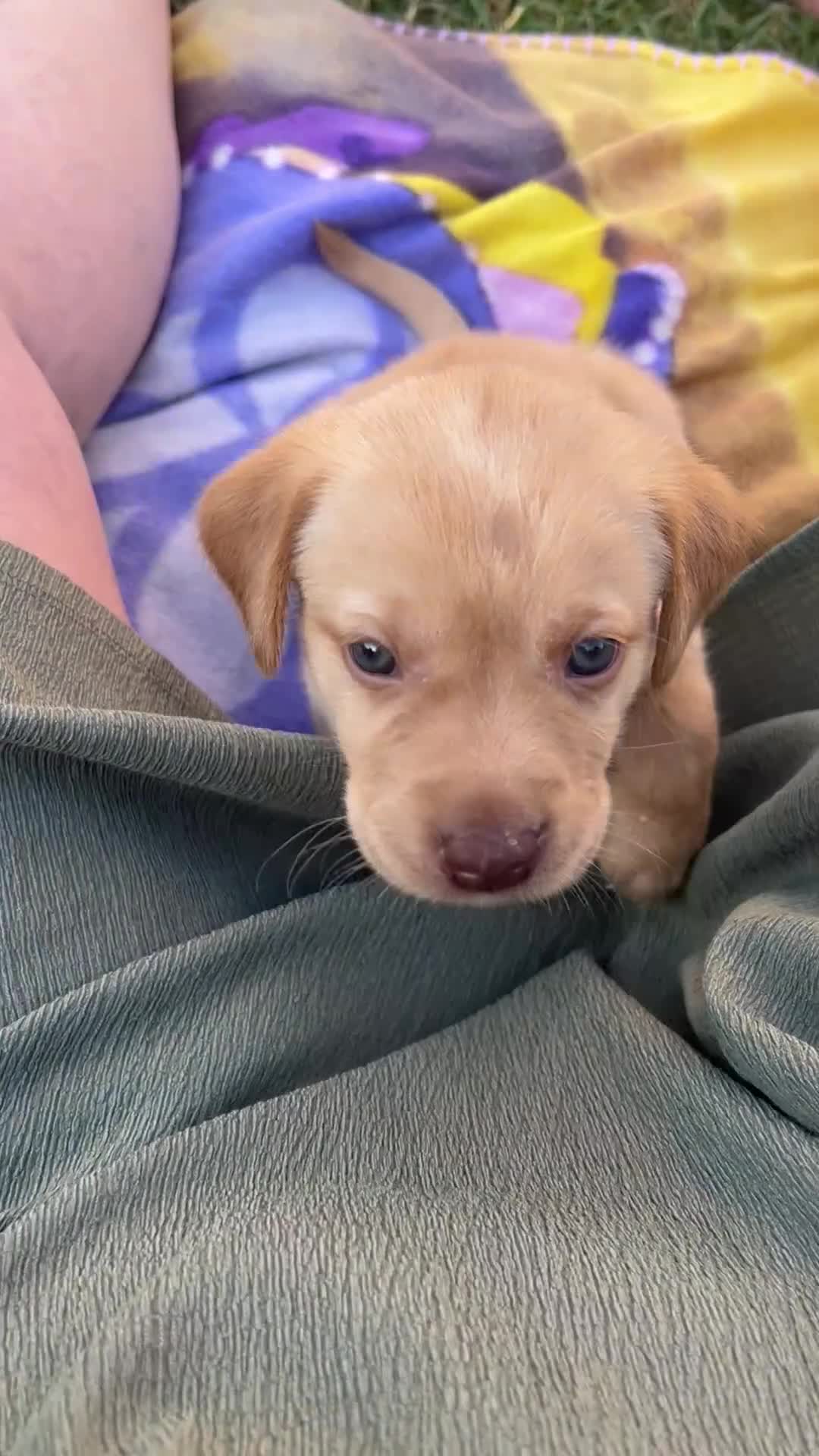 Labrador Retriever dogs for sale: KC Registered Labrador Puppies - Video 3