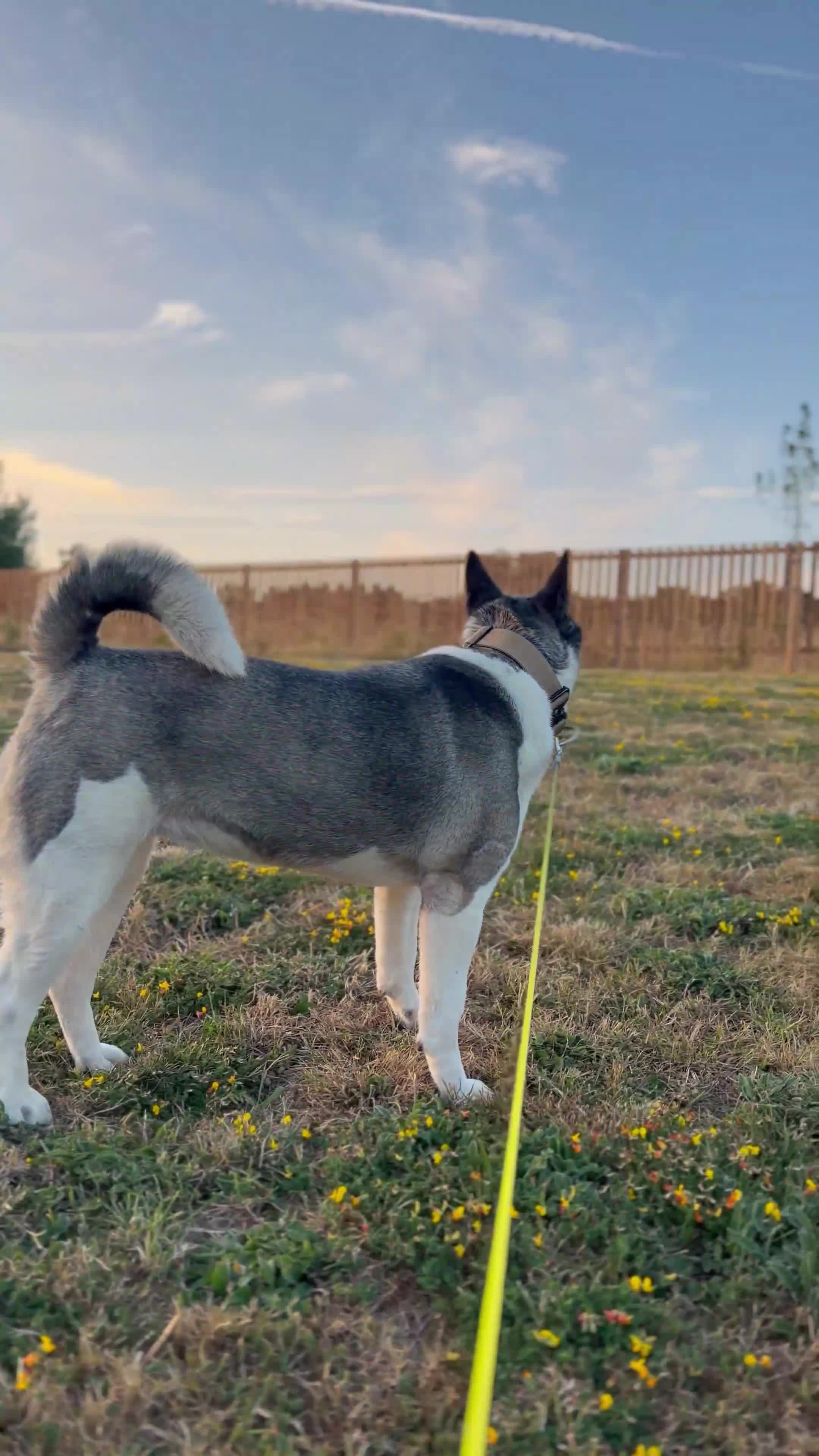 Mixed Breed dogs for sale: Lexi - 6 Year old Akita x Staffy  - Video 1