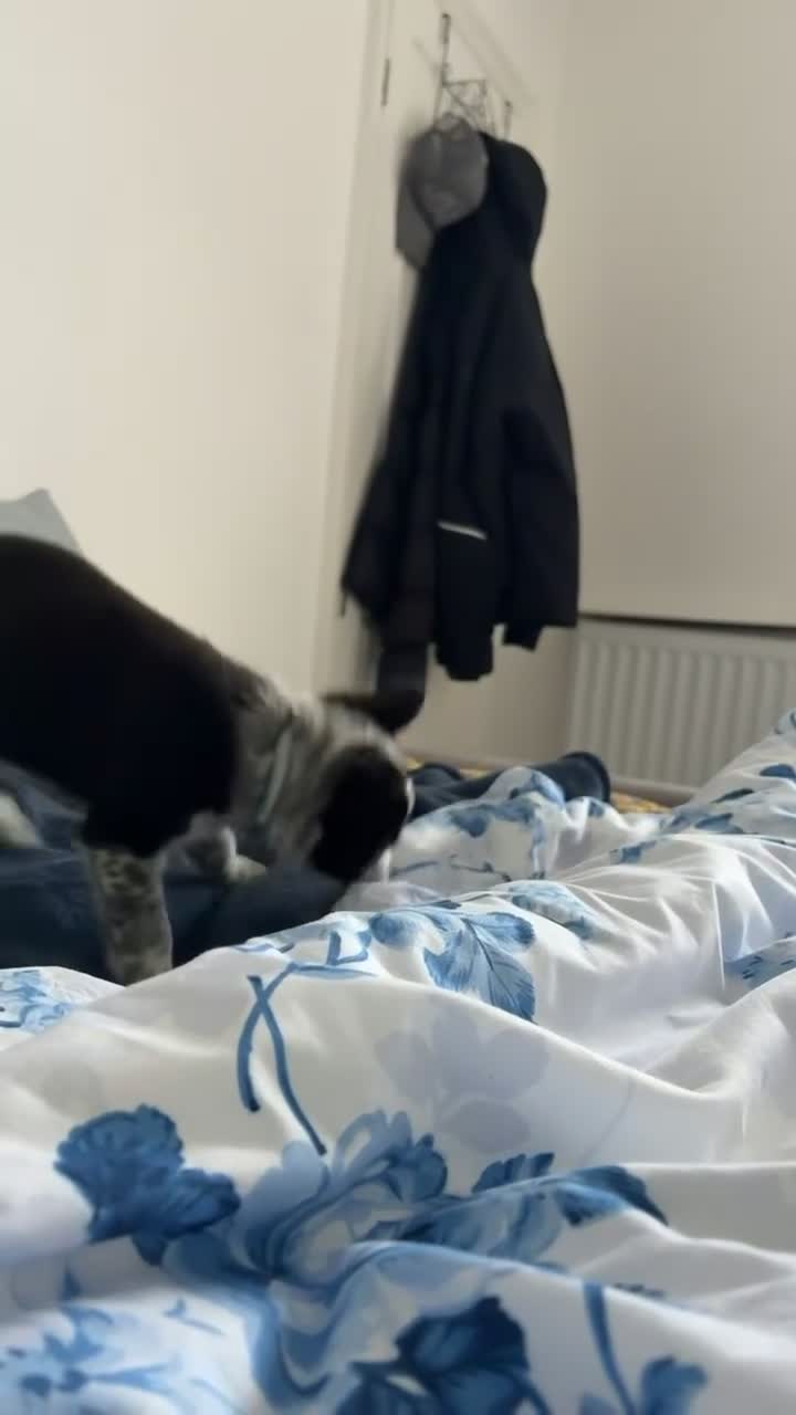 Border Collie dogs for sale: 8 Week Old Border Collie - Video 2