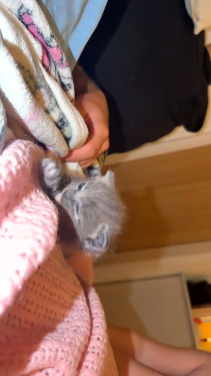 Ragdoll cats for sale: Male gray kitten  - Video 2