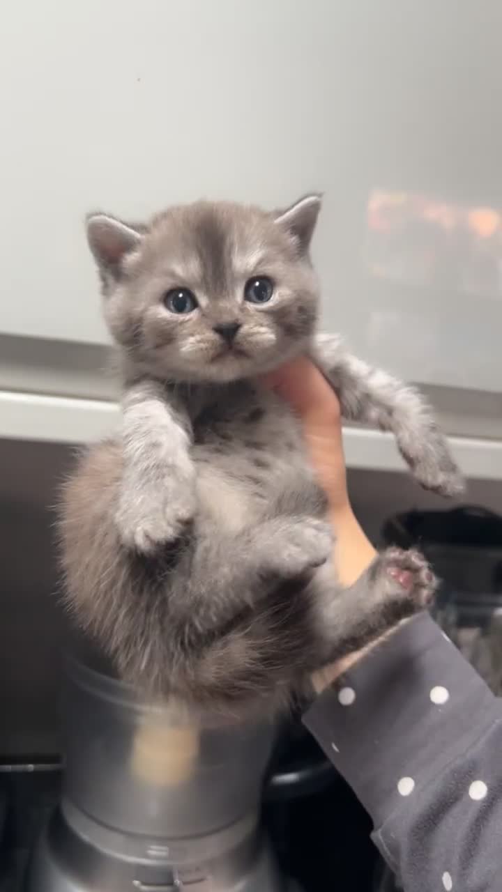 British Shorthair cats for sale: Rare silver smoked British shorthair kitten - Video 1