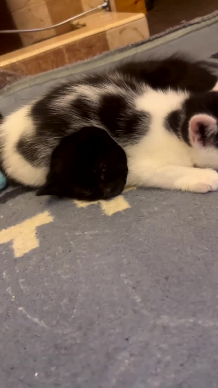 Mixed Breed cats for sale: Beautiful kittens ready to be sold together - Video 1