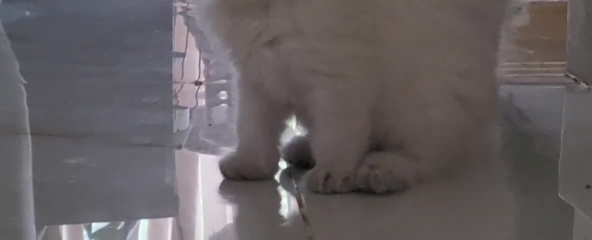 Ragdoll cats for sale: 4  wonderful ragdoll kitten looking for happy Homy - Video 1
