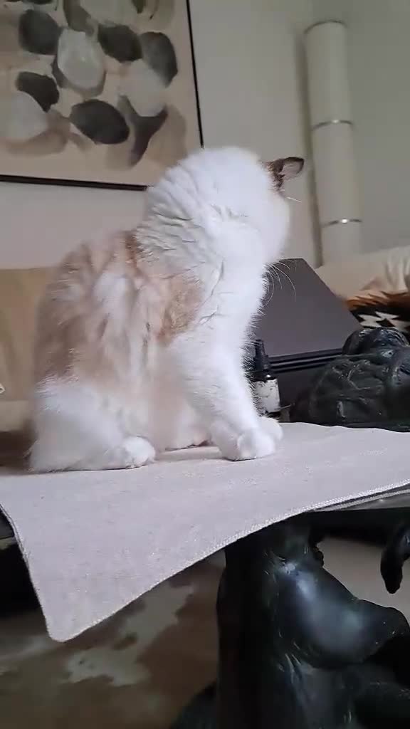 Ragdoll cats for sale: 💠Handsome FiFe Reg Ragdoll boy💠RESERVED - Video 1