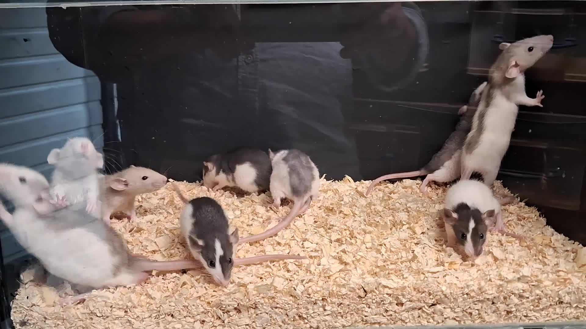 Rat rodents for sale: Baby Dumbo Rat's Male's & Female's - Video 2