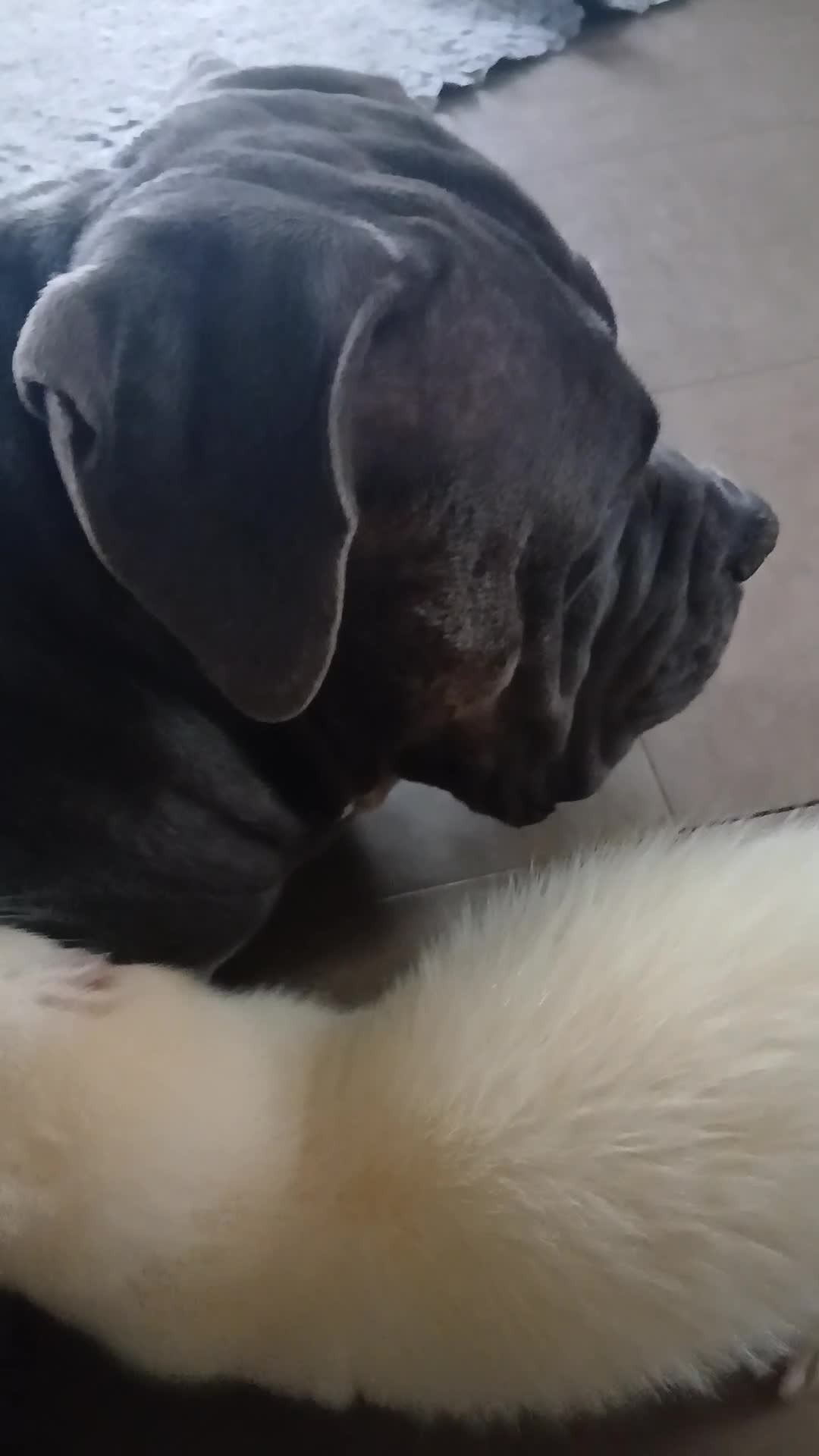 Ferret rodents for sale: Chunky albino fluffy hob  - Video 1