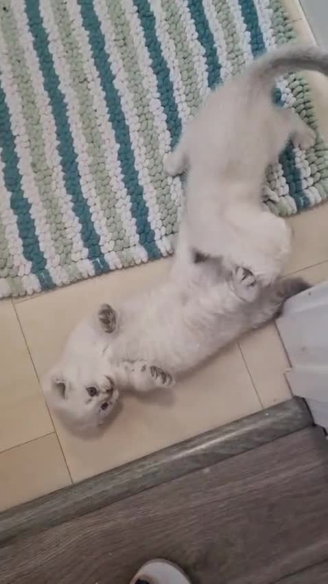 Scottish Fold cats for sale: Scottish Fold Kittens. Vaccinated, Last one left! - Video 2