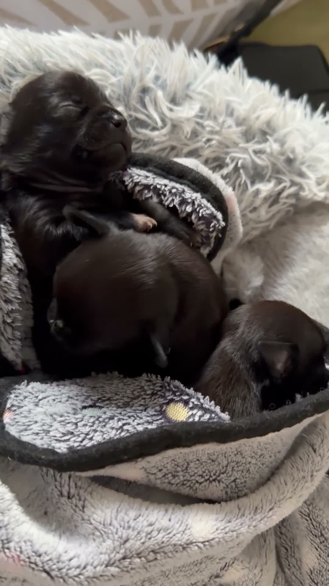 Chihuahua dogs for sale: Black grey rare chihuahua pups, healthy parents N1 - Video 5
