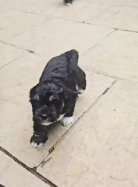 Mixed Breed dogs for sale: Cockapoo x Lhasa Apso Teddy Bear Puppies Ready Now - Video 2