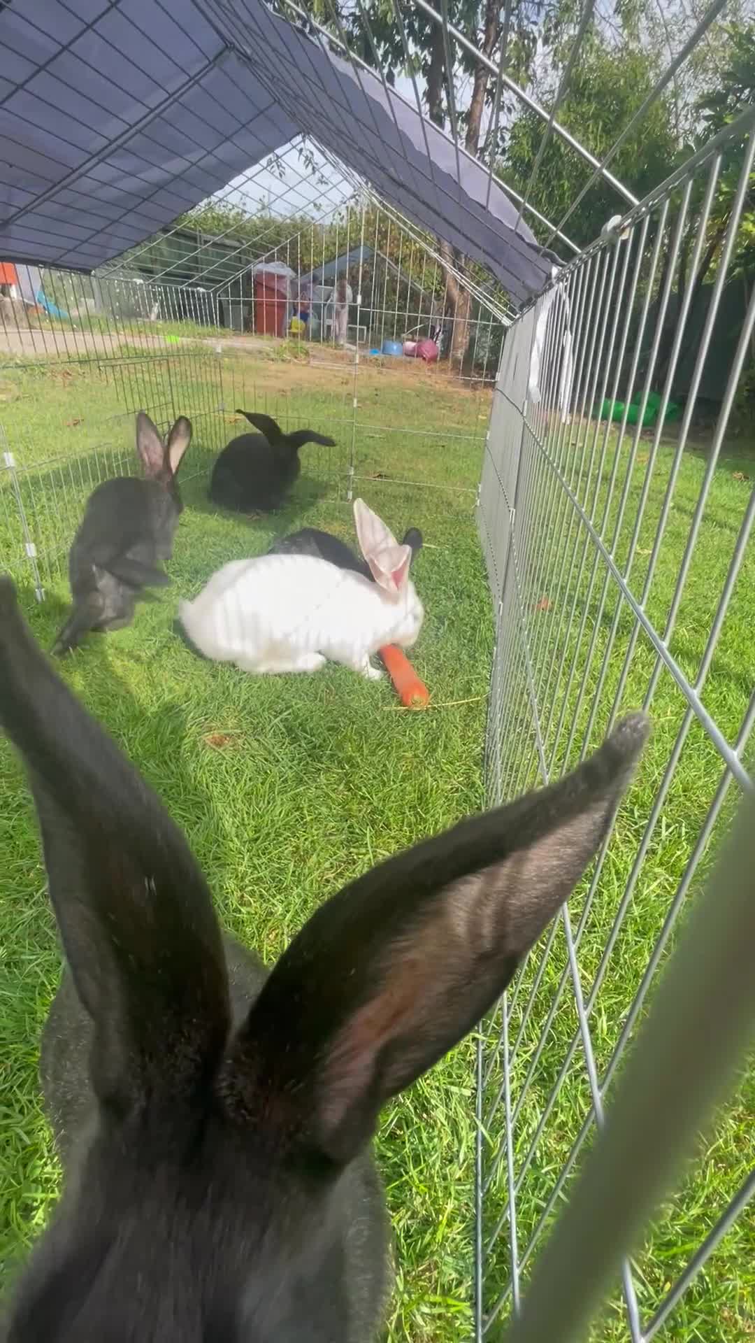 Continental Giant rabbits for sale: Beautiful pure bred continental giants - Video 2