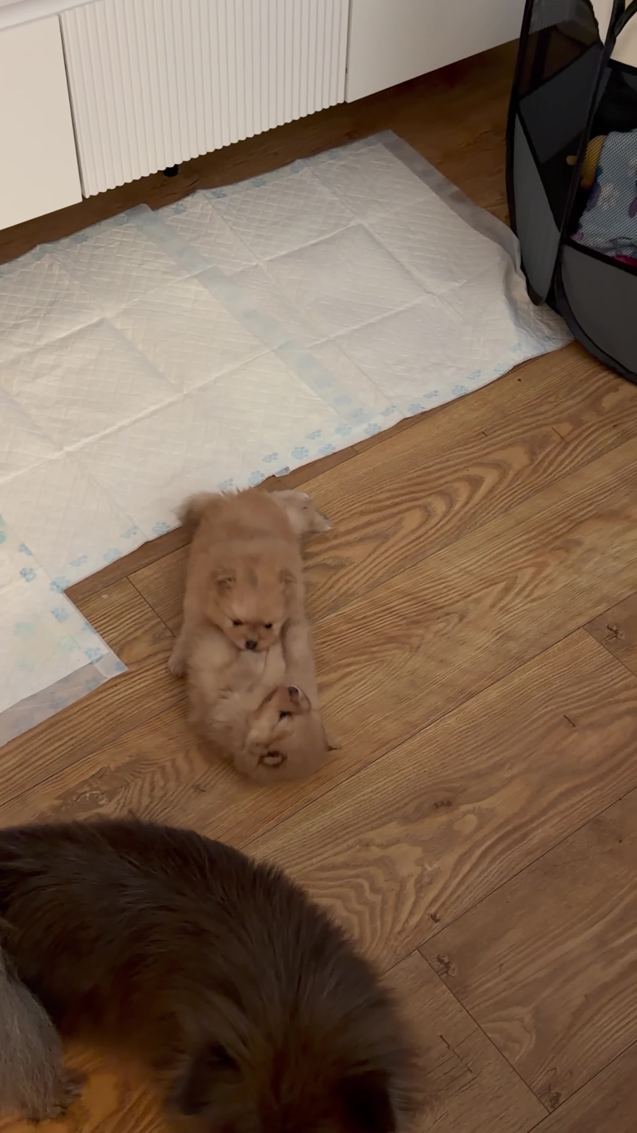 Pomeranian dogs for sale: 4 weeks old Pomeranian puppies avaliable in Bradford - Video 1