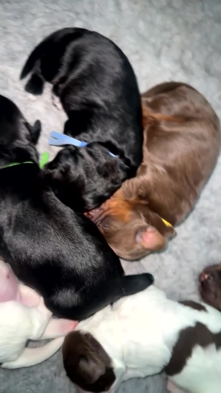 Cocker Spaniel dogs for sale: FTCH working cocker spaniel lines  - Video 1