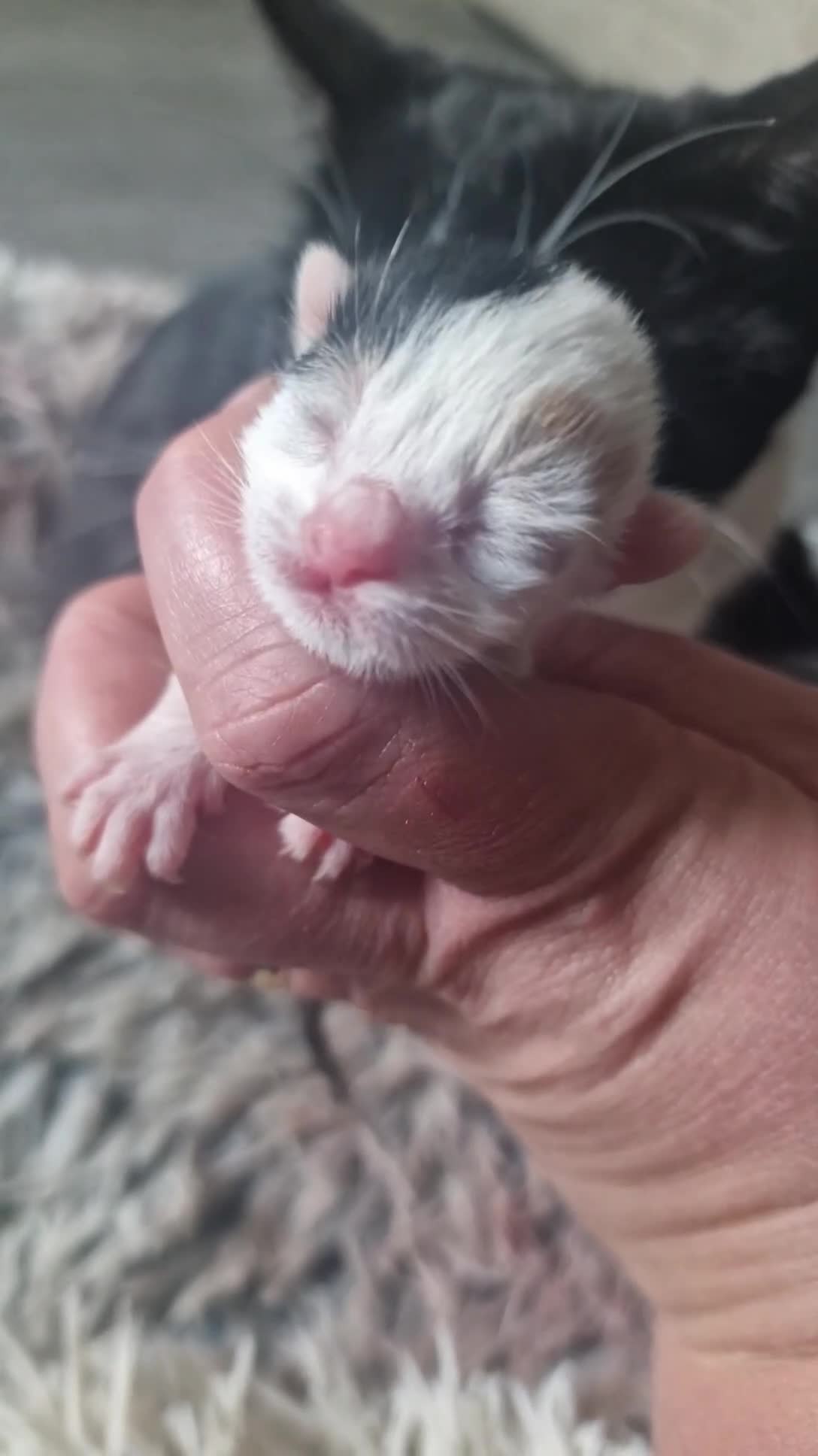 Mixed Breed cats for sale: Kittens ready now - Video 1