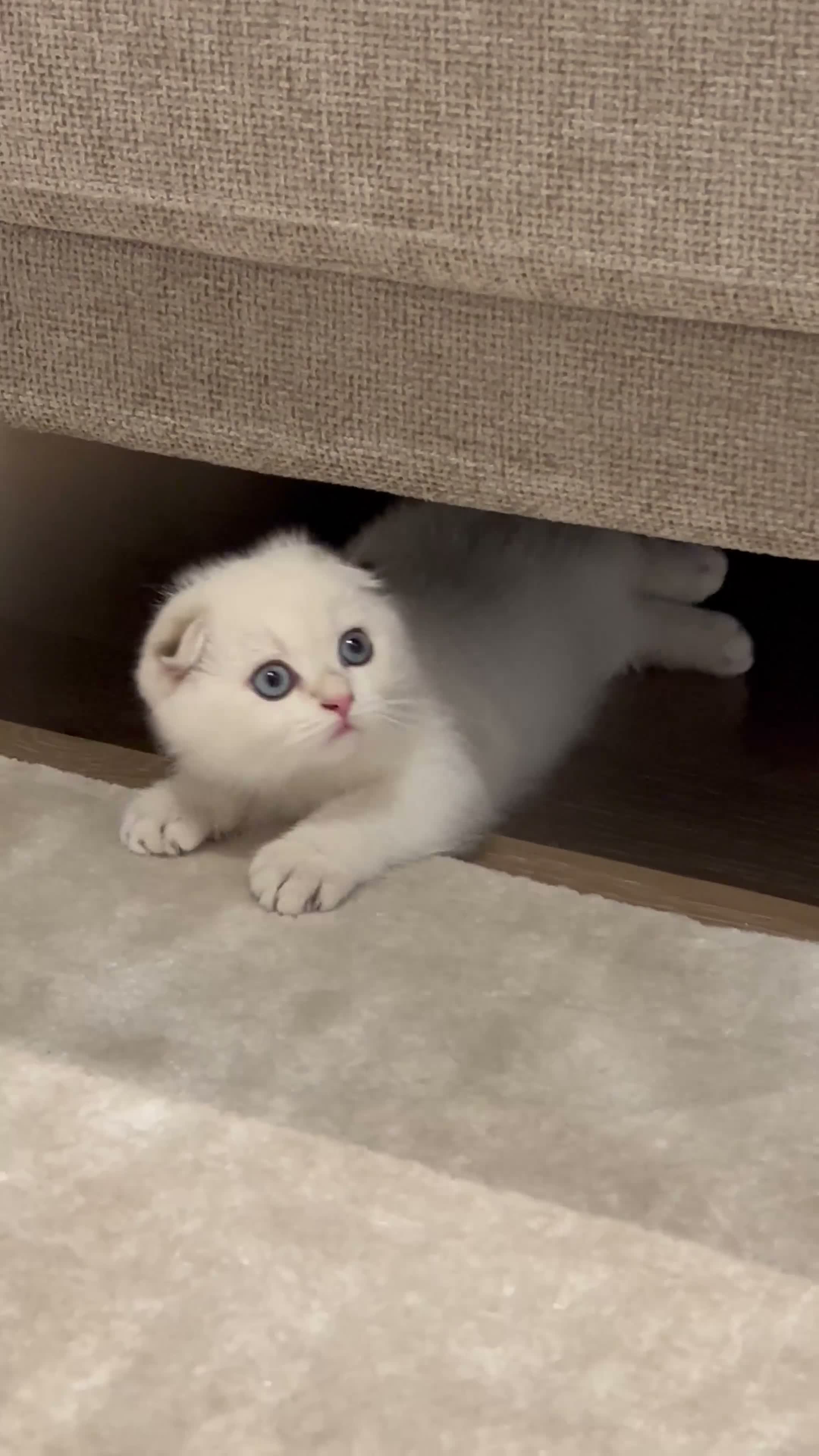 Scottish Fold cats for sale: The most cuddly & affectionate Scottish Fold baby - Video 4