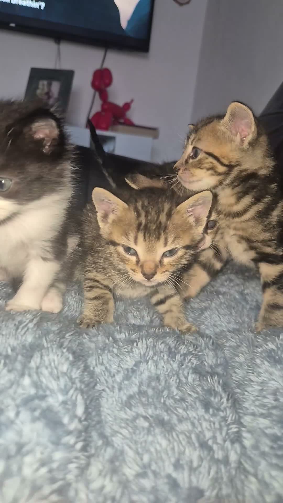 Mixed Breed cats for sale: Bengal Cross Kittens Ready for a Loving Home in Doncaster - Video 2