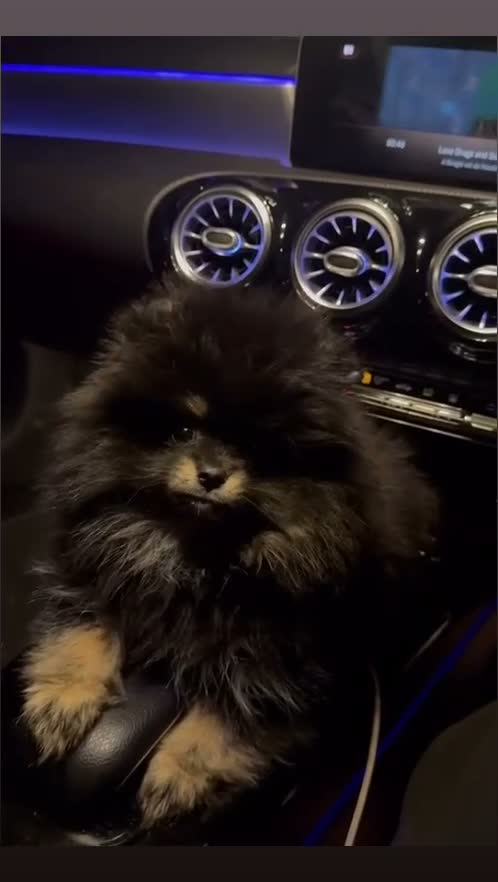 Pomeranian dogs for sale: Stunning Russian Pom  in Harlow - Video 3