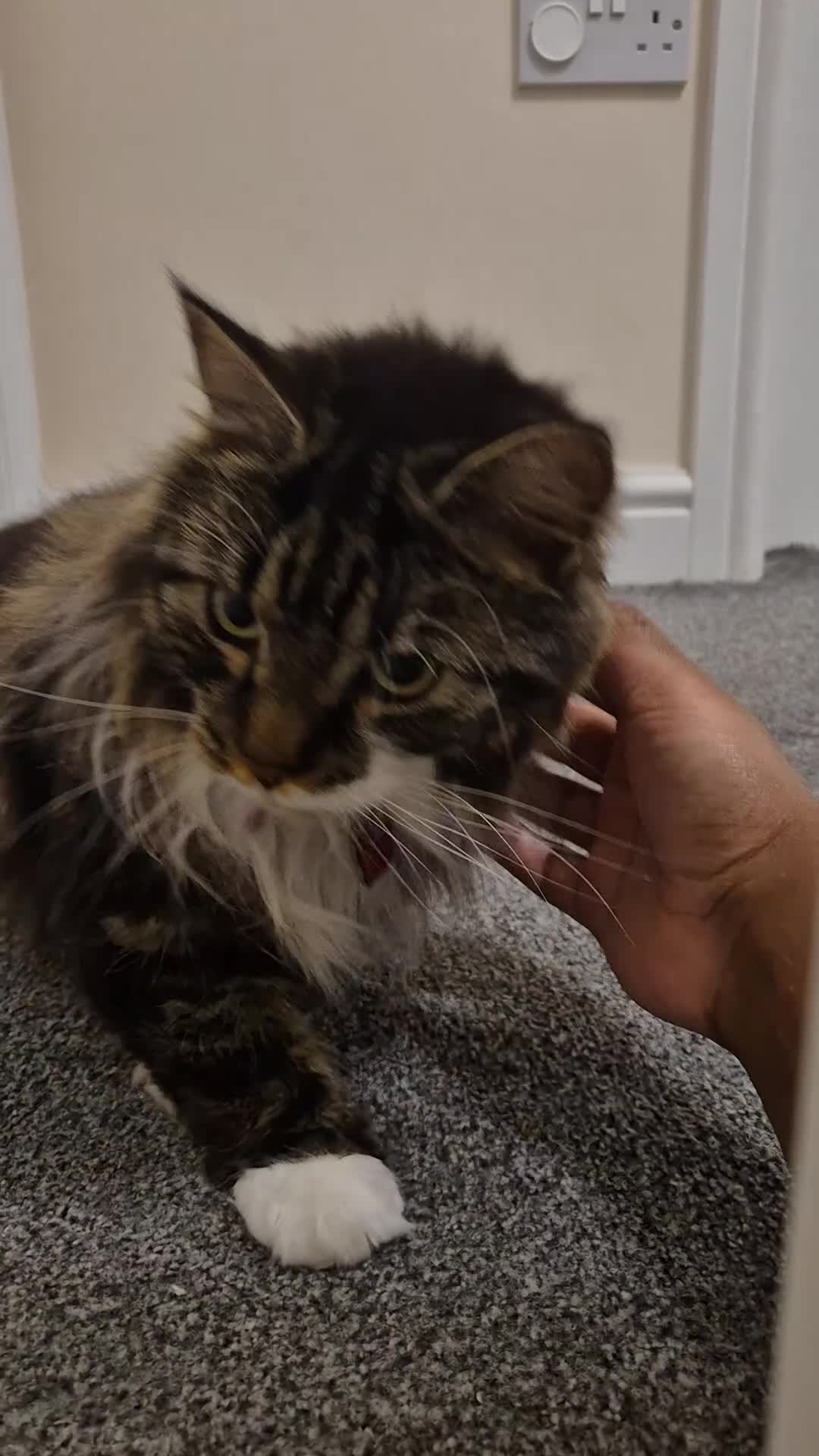 Mixed Breed cats for sale: Friendly Mixed-Breed Male Cat - Video 3