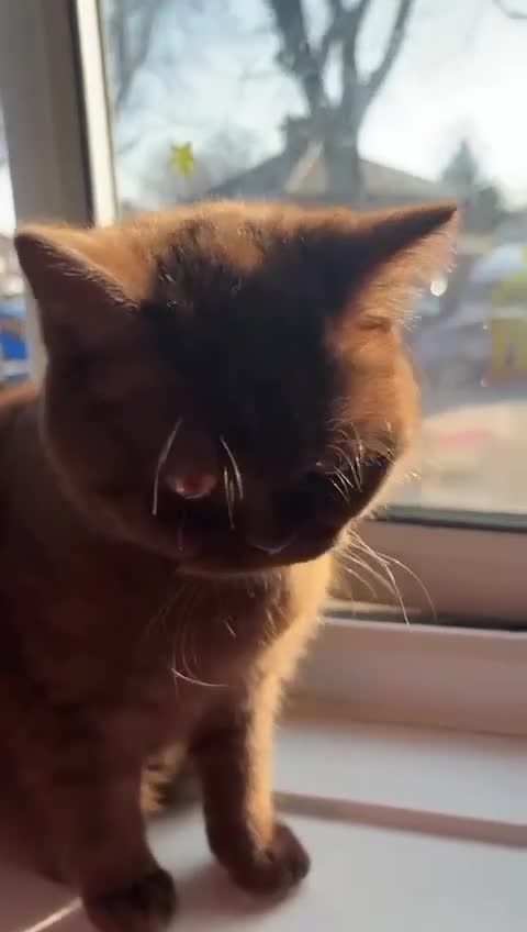 British Shorthair cats for sale: Adorable chocolate British shorthair kitten - Video 5